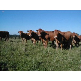WEarlJerretie limousin